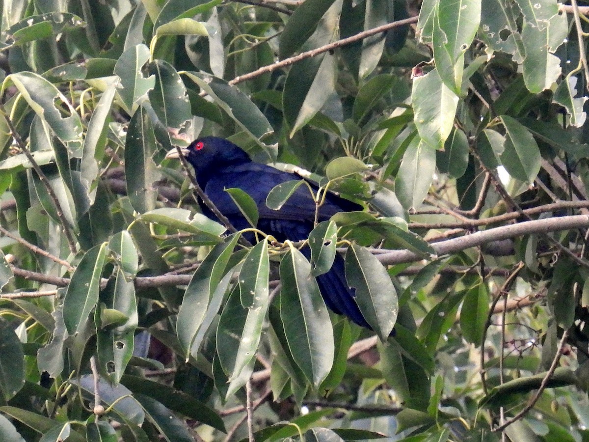 Asian Koel - Christopher Whiteley