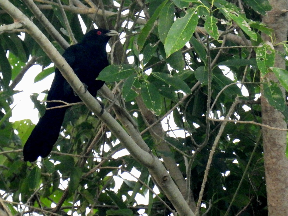 Asian Koel - Christopher Whiteley