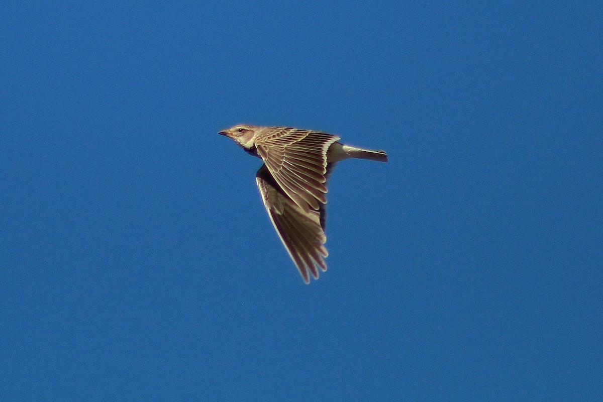 Calandra Lark - ML619566568