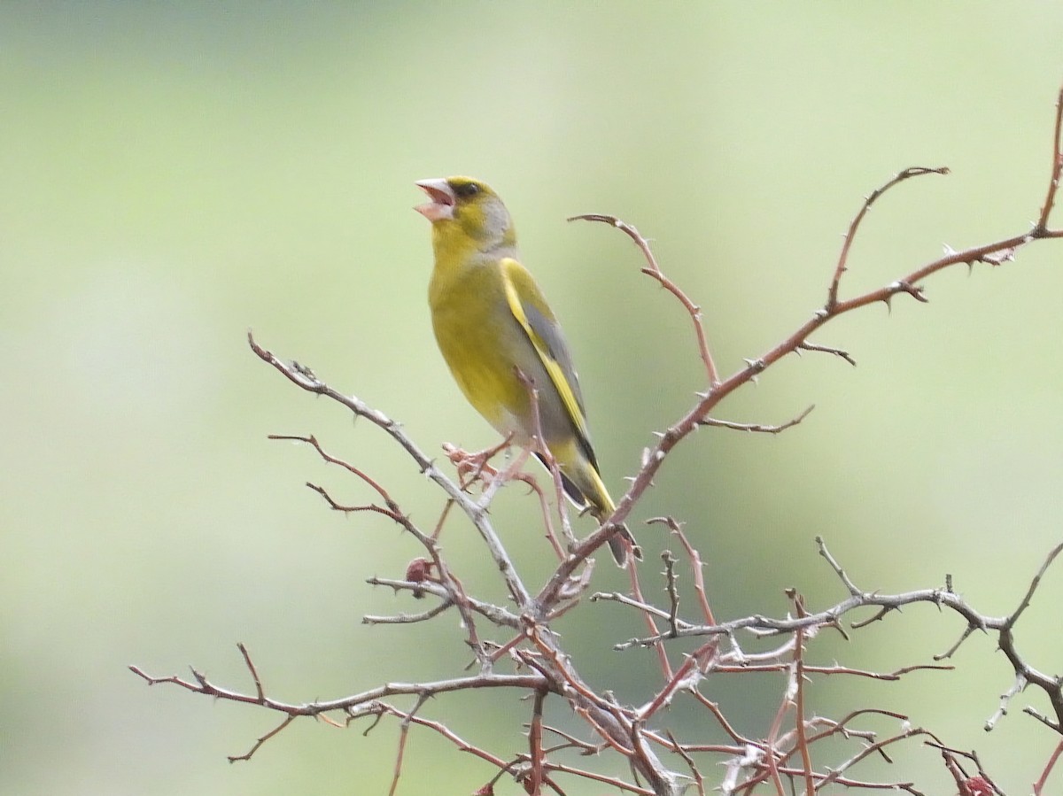 European Greenfinch - Ivan V