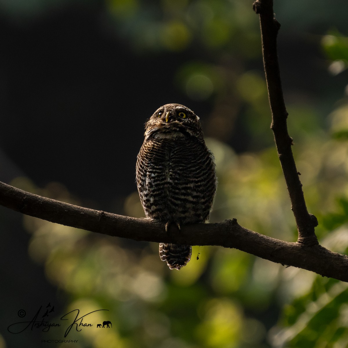 Jungle Owlet - Arshiyan Khan