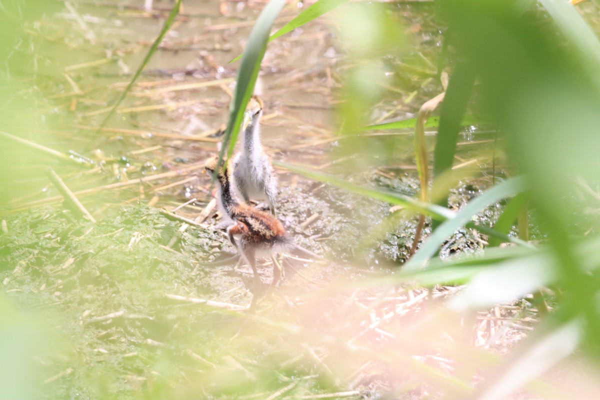 Northern Jacana - ML619566573