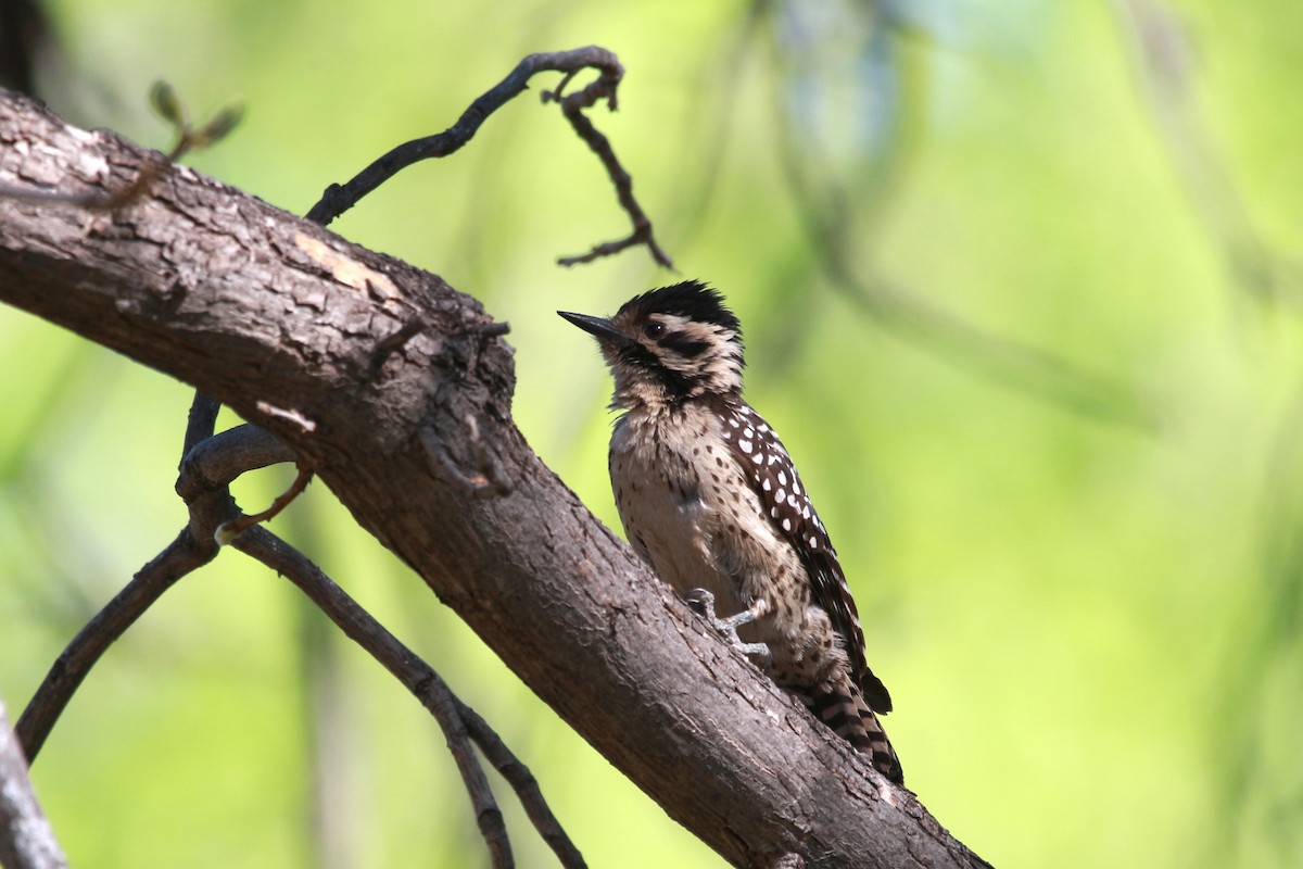 Ladder-backed Woodpecker - Jesse Pline