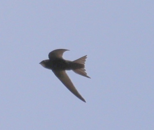 Common Swift - Edmund Bell