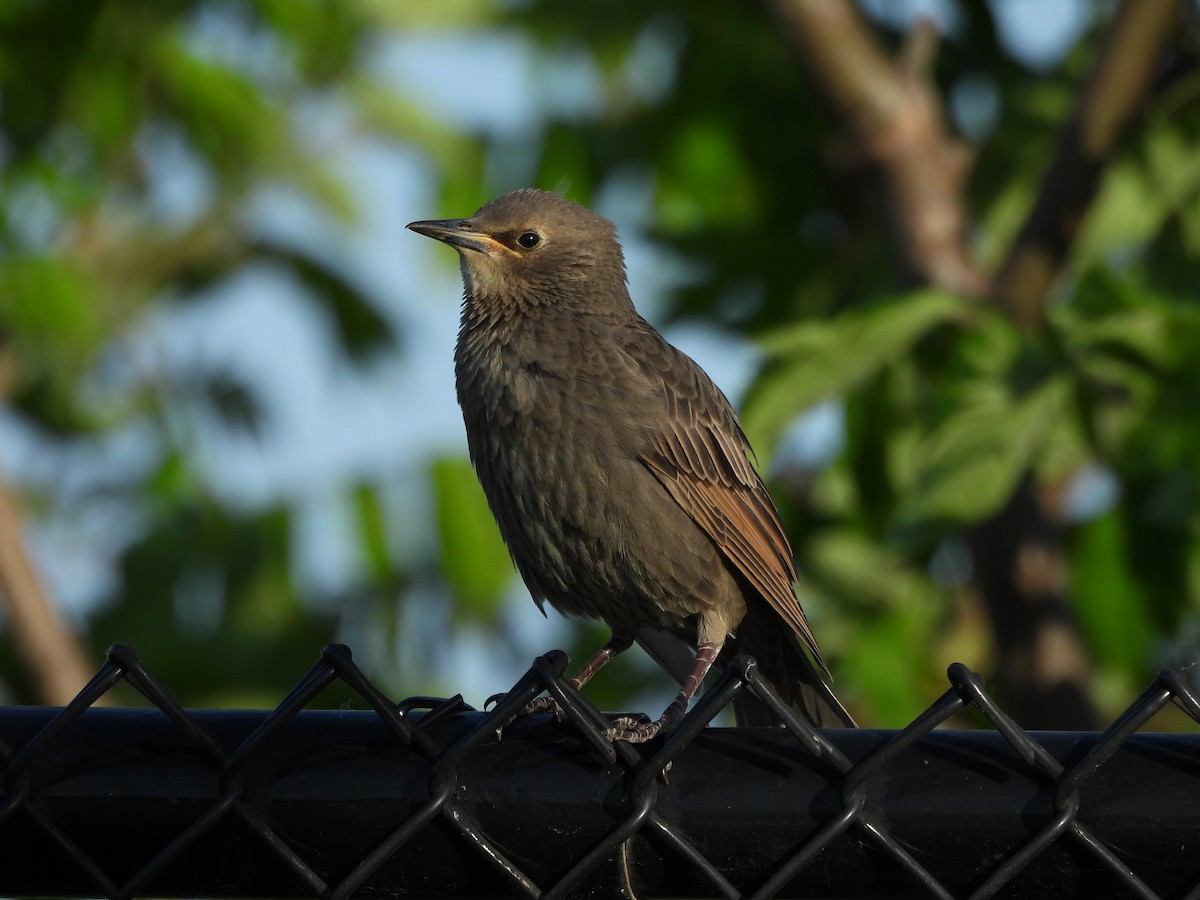 European Starling - ML619566577