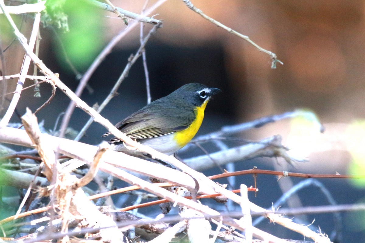 Yellow-breasted Chat - Jesse Pline