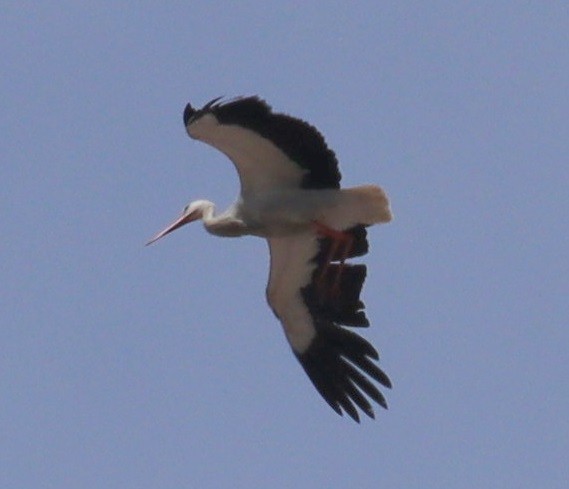 White Stork - Edmund Bell