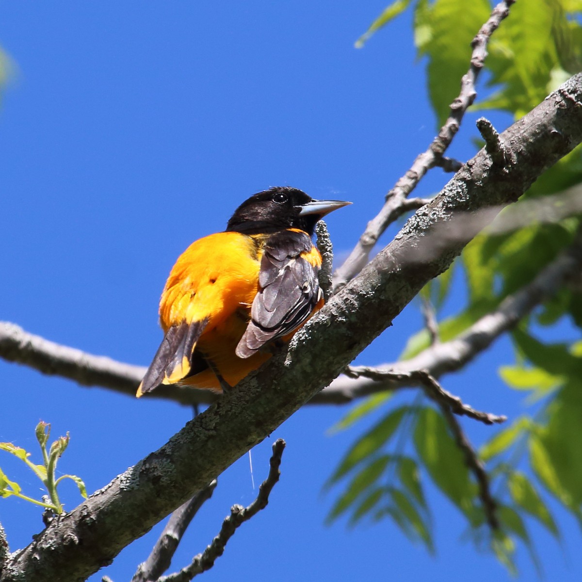 Baltimore Oriole - Bert Richards