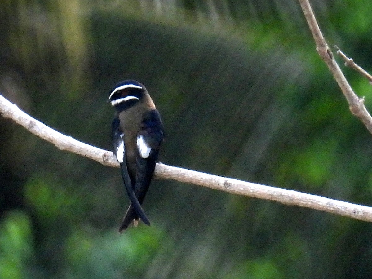 Whiskered Treeswift - Christopher Whiteley