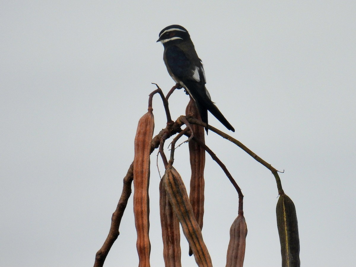 Whiskered Treeswift - Christopher Whiteley