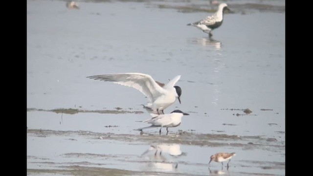 Gull-billed Tern - ML619566587