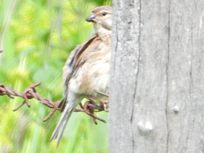 Eurasian Linnet - Ivan V