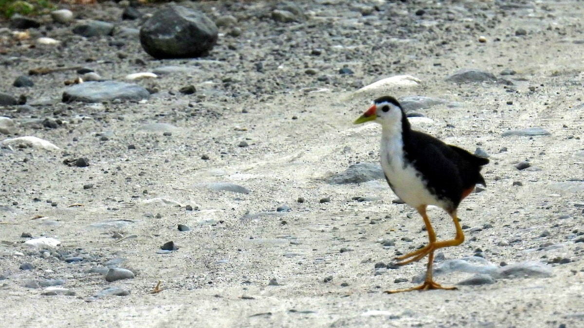 White-breasted Waterhen - Christopher Whiteley