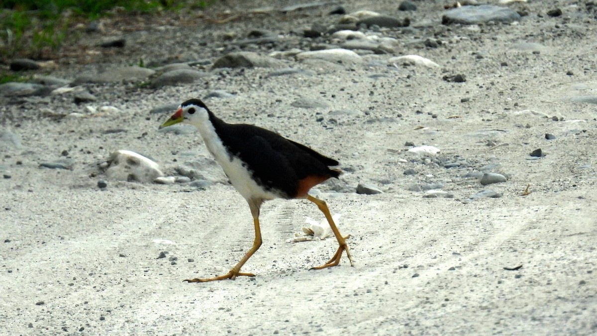 White-breasted Waterhen - Christopher Whiteley