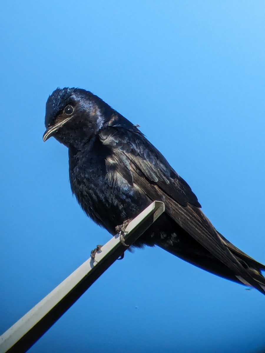 Purple Martin - Raymond Belhumeur