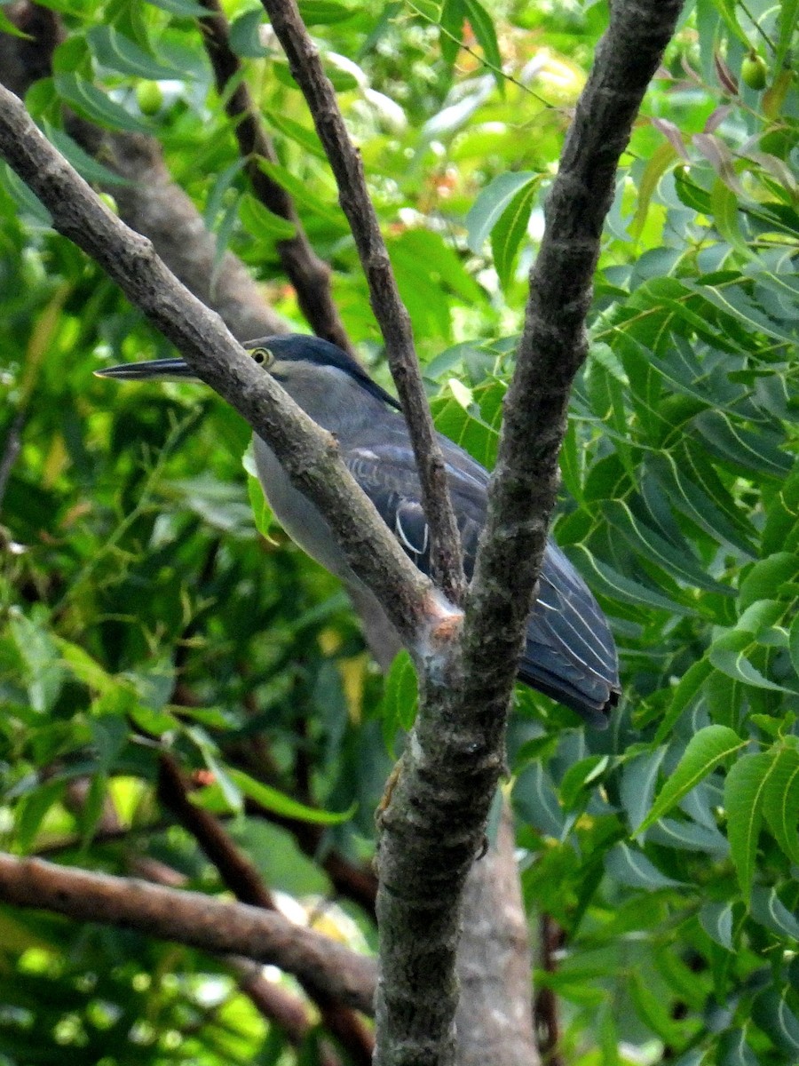 Striated Heron - Christopher Whiteley