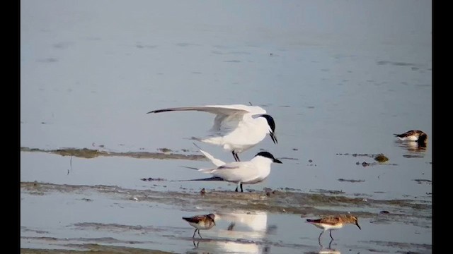 Gull-billed Tern - ML619566602