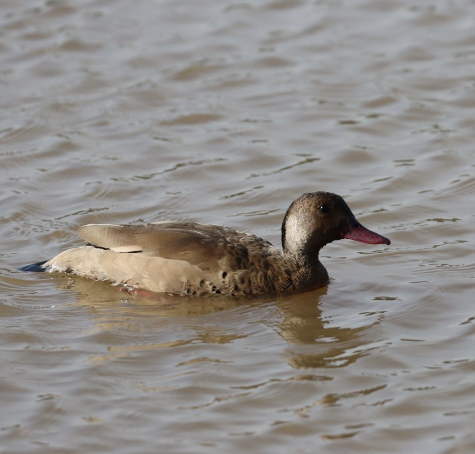 Brazilian Teal - Janaina Souza