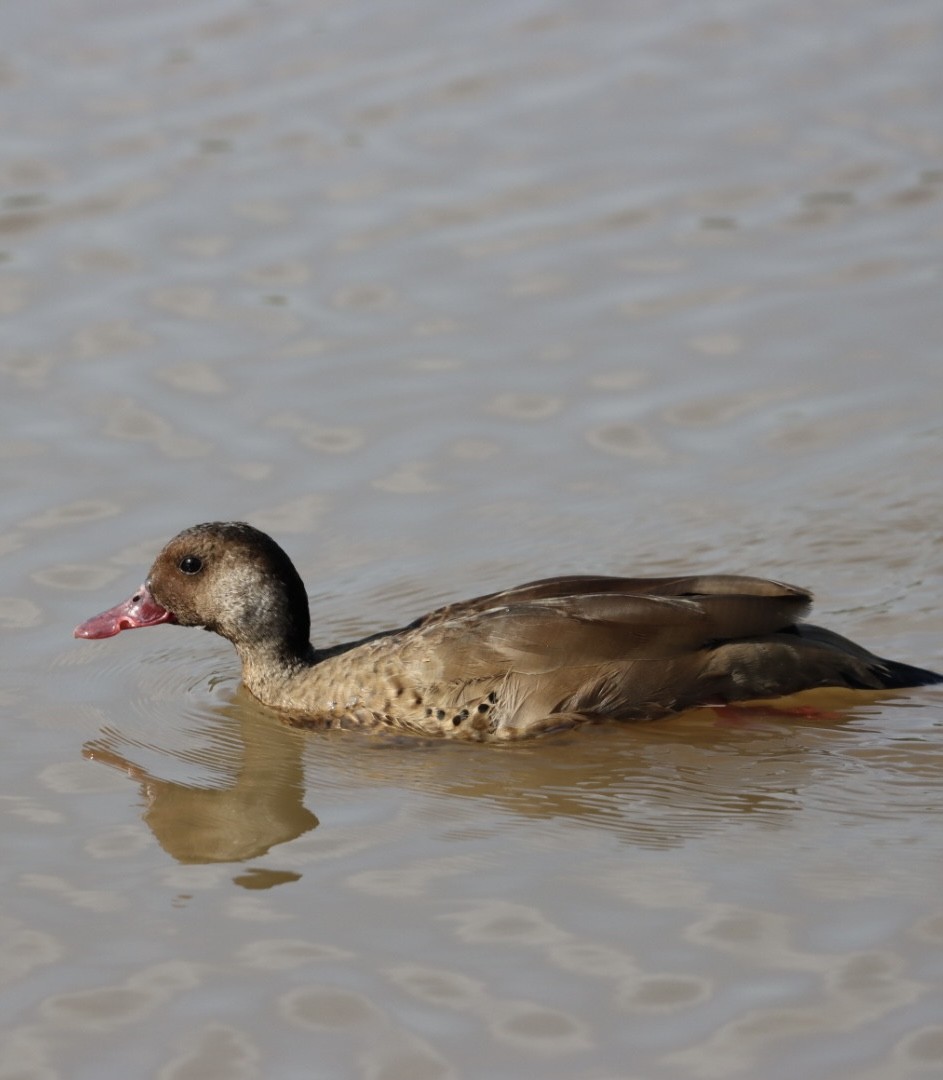 Brazilian Teal - Janaina Souza