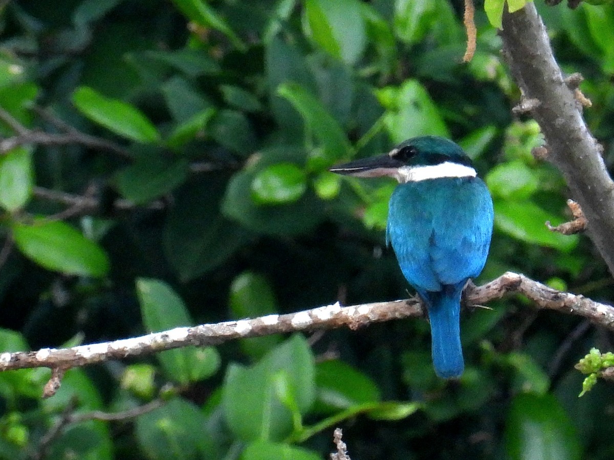 Collared Kingfisher - Christopher Whiteley