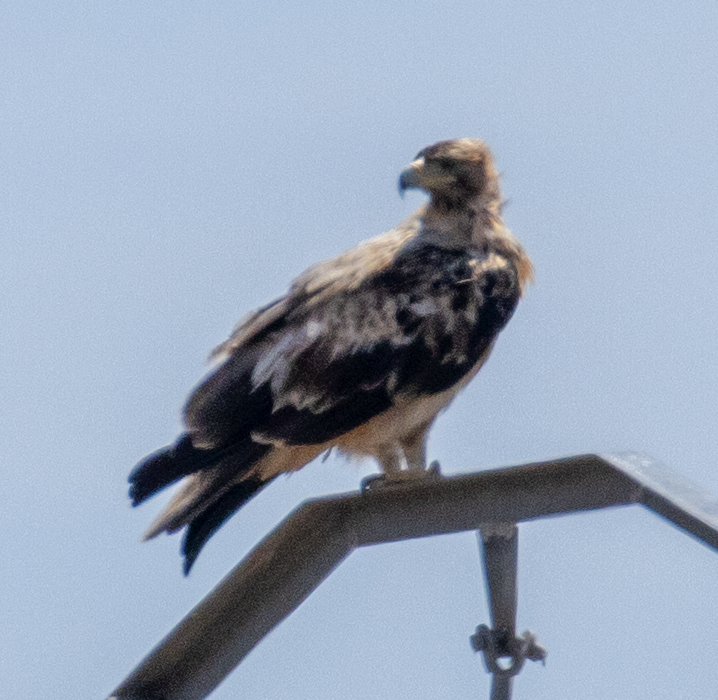 Águila Imperial Ibérica - ML619566612