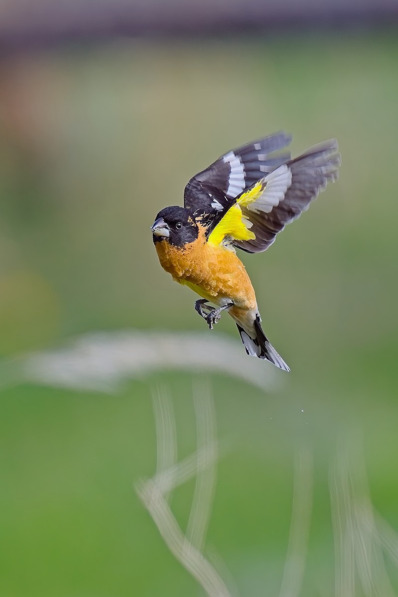 Black-headed Grosbeak - jim schonewise