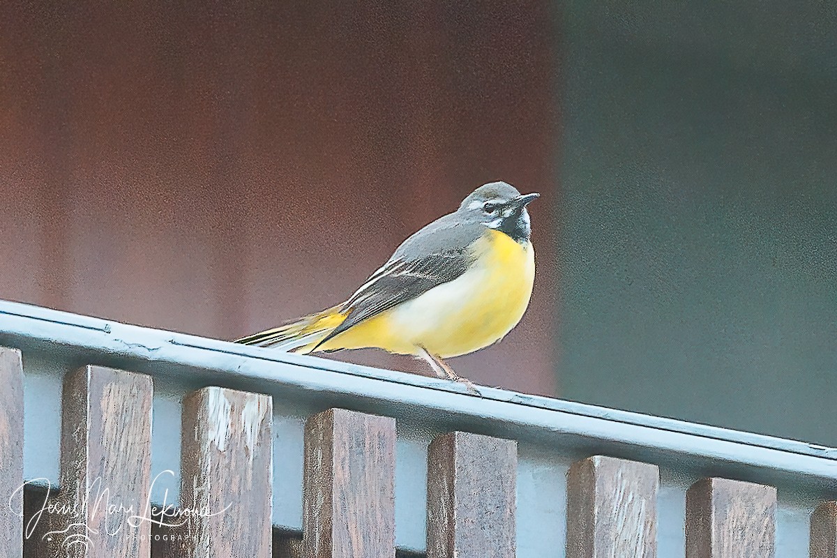 Gray Wagtail - Jesús Mari Lekuona Sánchez