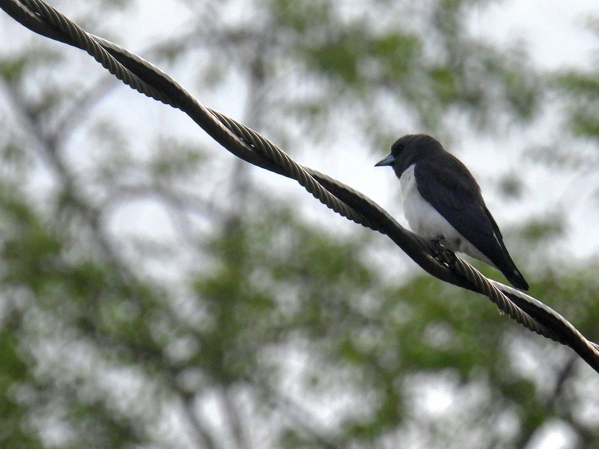 White-breasted Woodswallow - Christopher Whiteley