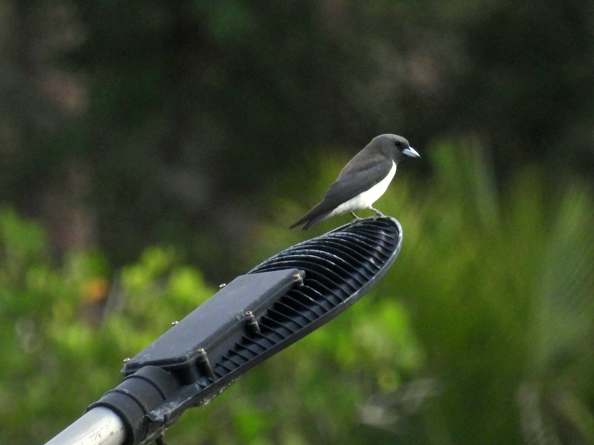 White-breasted Woodswallow - Christopher Whiteley