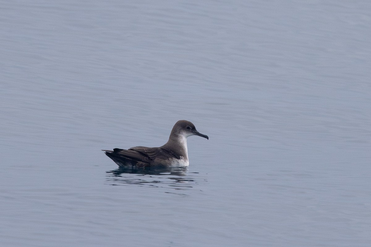 Yelkouan Shearwater - Yann Muzika