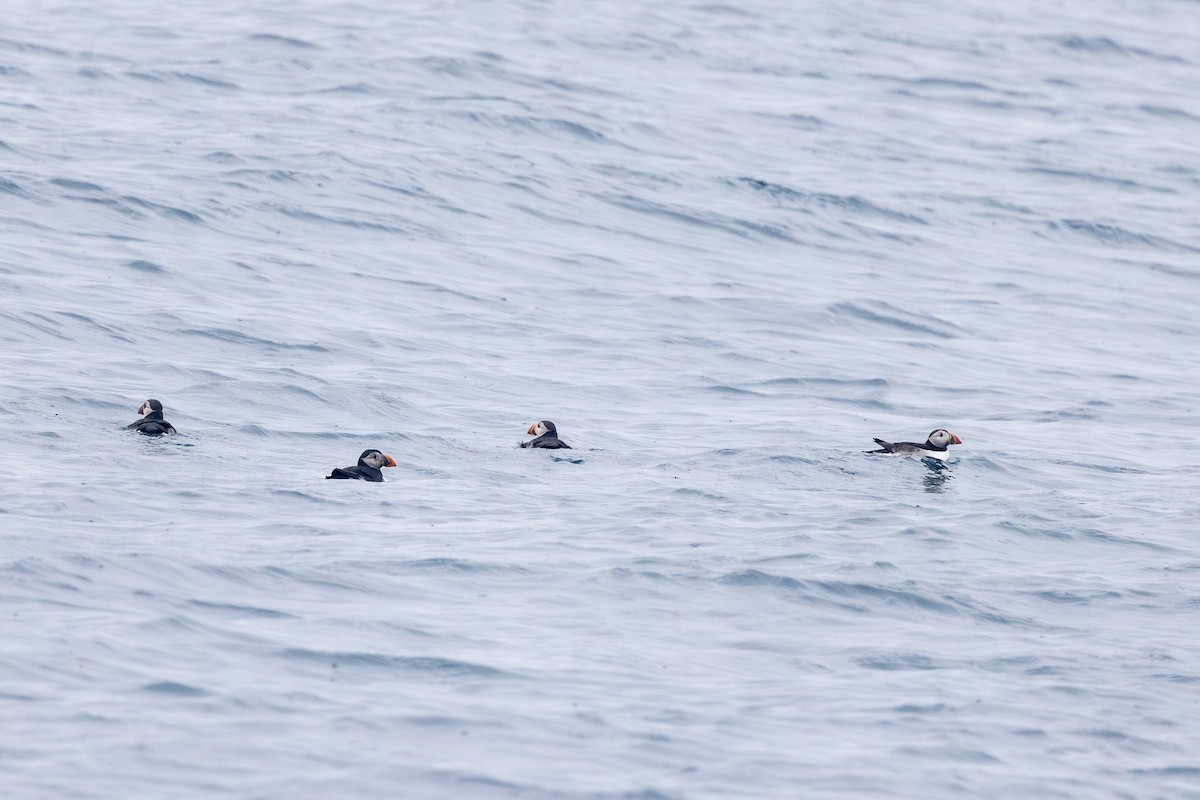 Atlantic Puffin - Yann Muzika