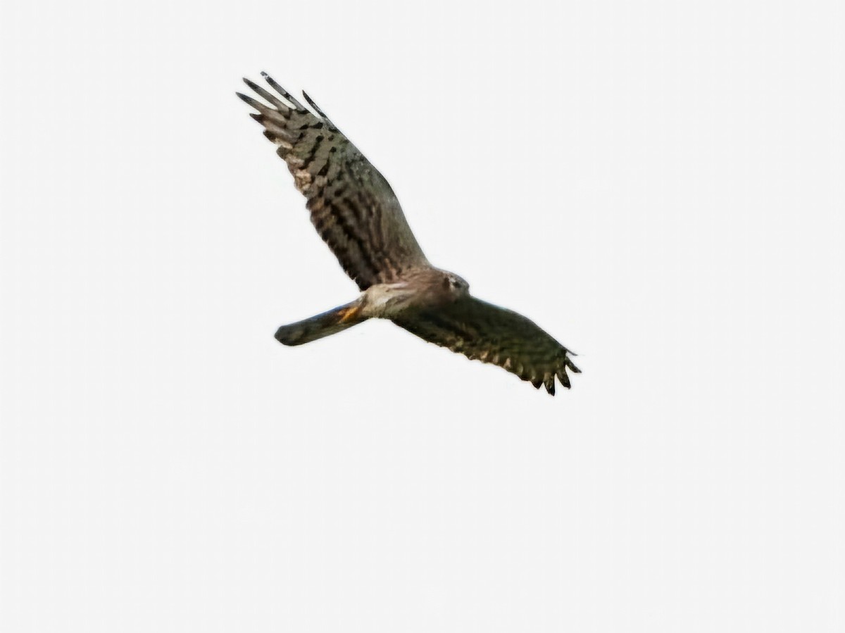 Montagu's Harrier - Ivan V