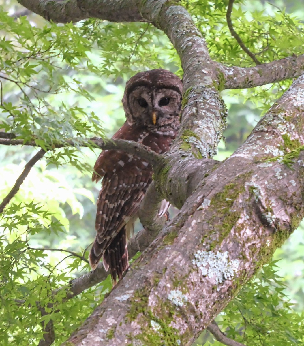 Barred Owl - Anonymous