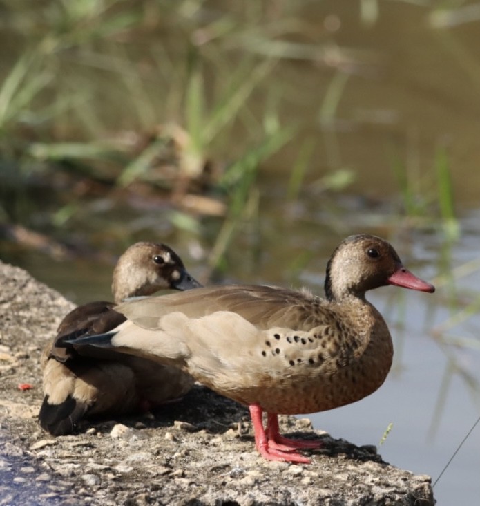 Brazilian Teal - Janaina Souza