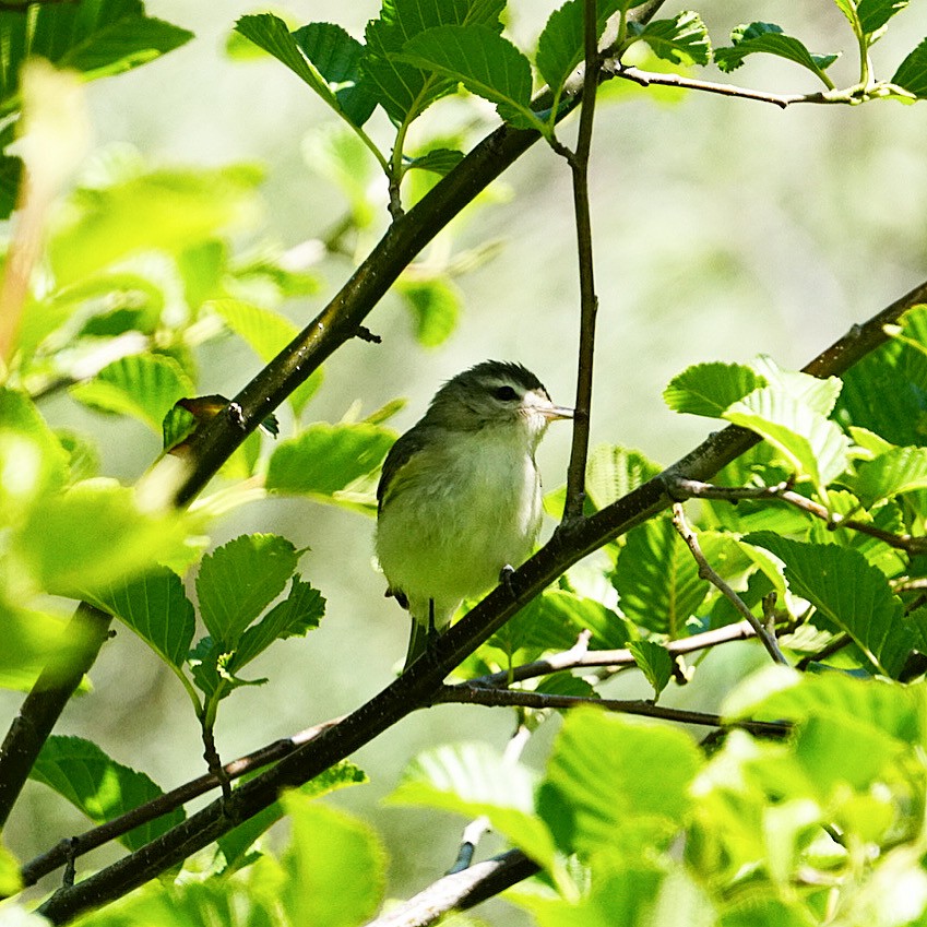 Warbling Vireo - Roniq Bartanen