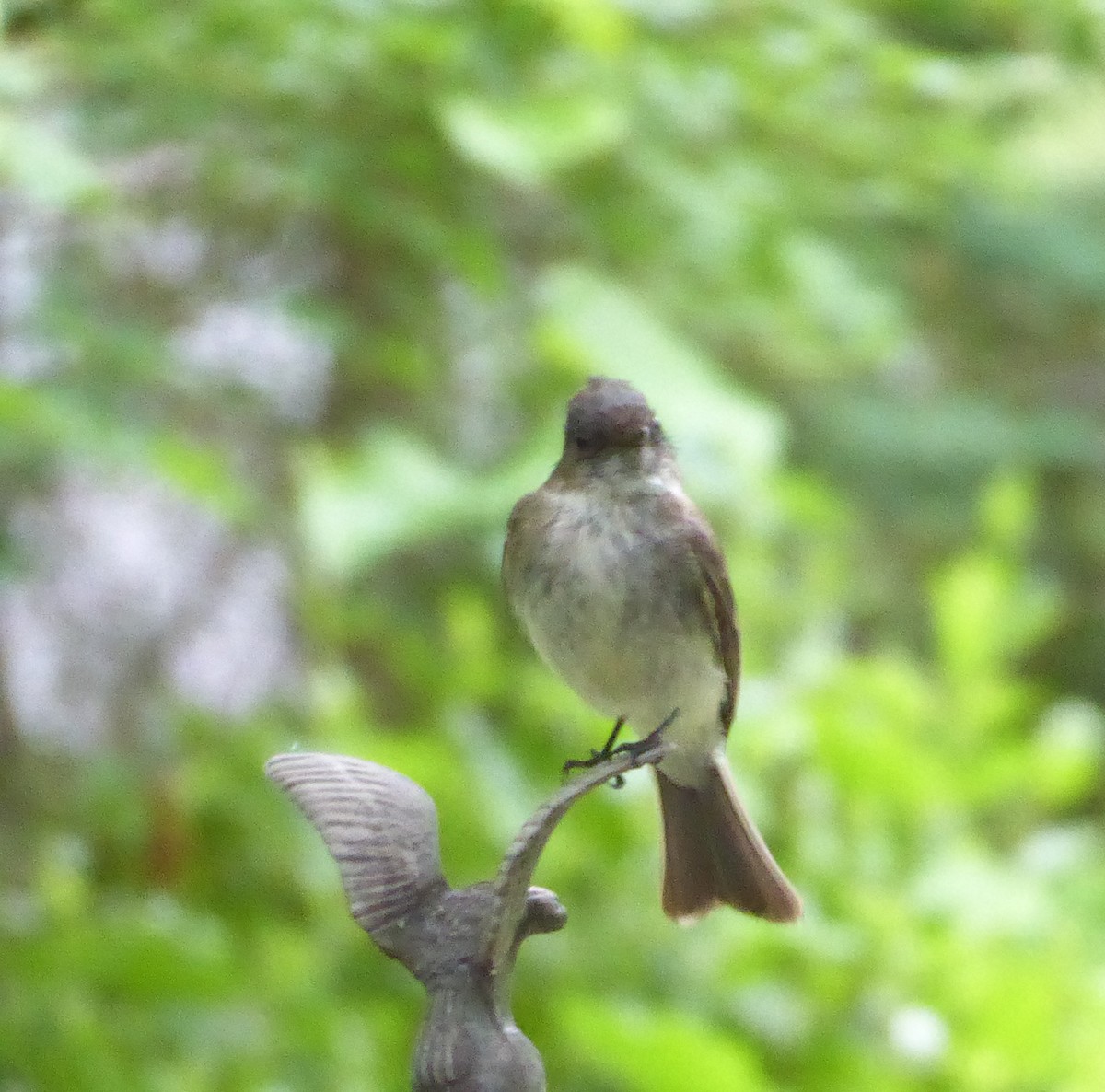 Eastern Phoebe - Anonymous