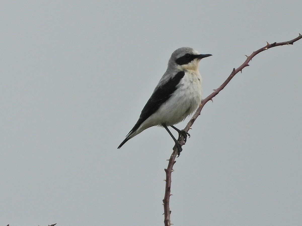 Northern Wheatear - Ivan V