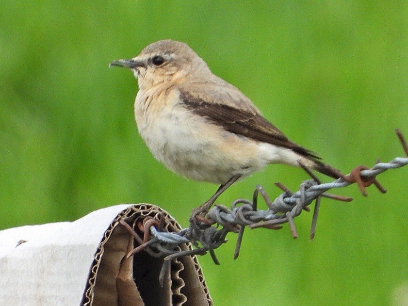 Northern Wheatear - Ivan V