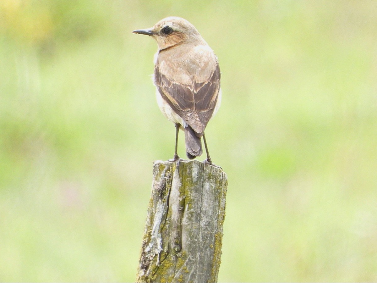 Northern Wheatear - Ivan V