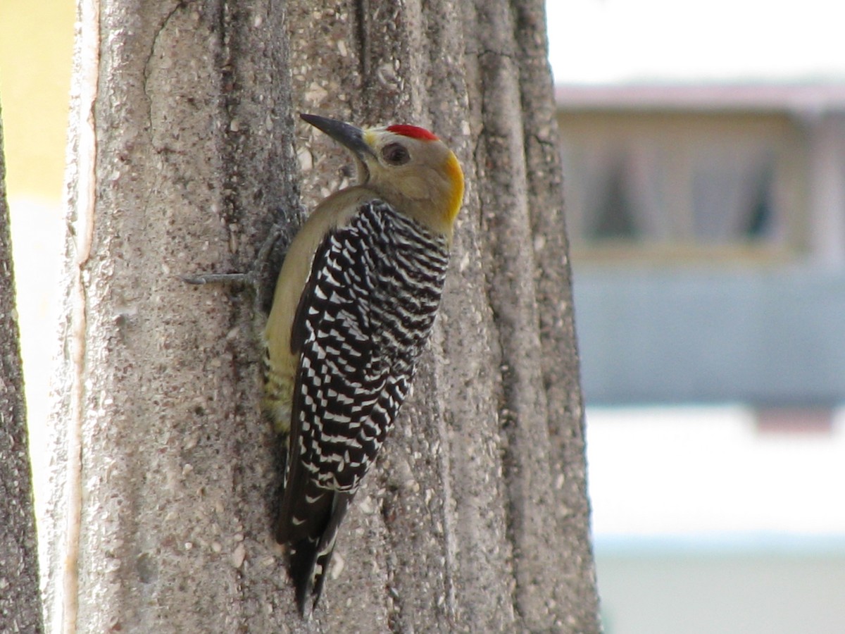 Hoffmann's Woodpecker - Alexander "Sasha" Keyel