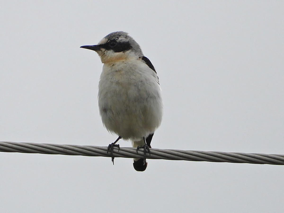 Northern Wheatear - Ivan V