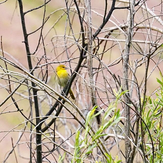 Bullock's Oriole - Roniq Bartanen