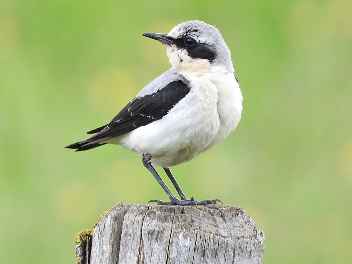 Northern Wheatear - Ivan V