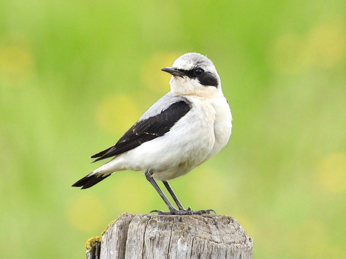 Northern Wheatear - Ivan V