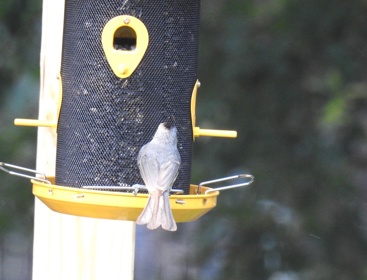 Black-crested Titmouse - ML619566699