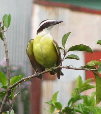 Great Kiskadee - Alexander "Sasha" Keyel