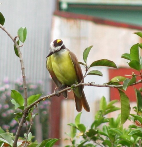 Great Kiskadee - Alexander "Sasha" Keyel