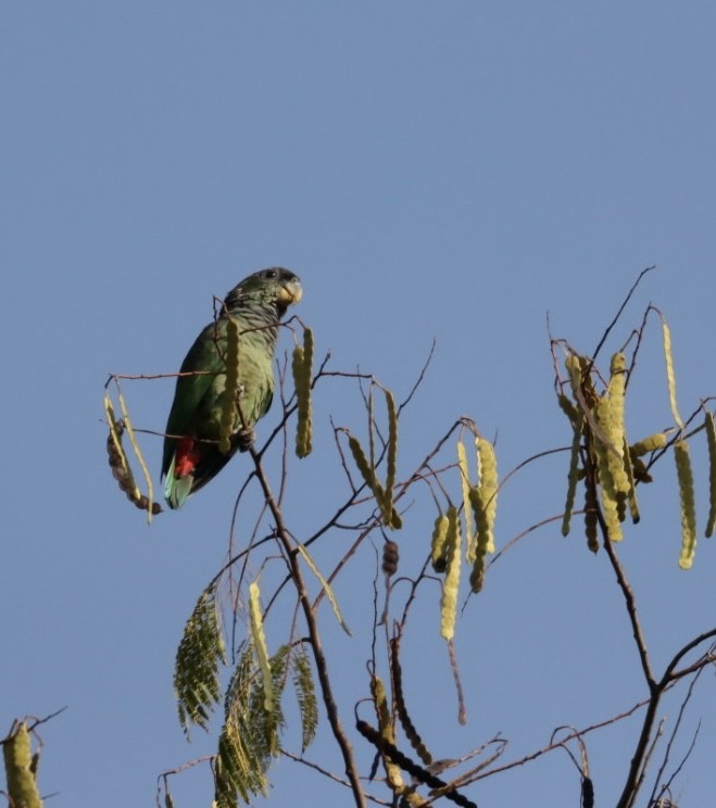 Scaly-headed Parrot - Janaina Souza