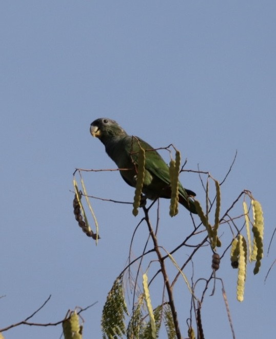 Scaly-headed Parrot - Janaina Souza