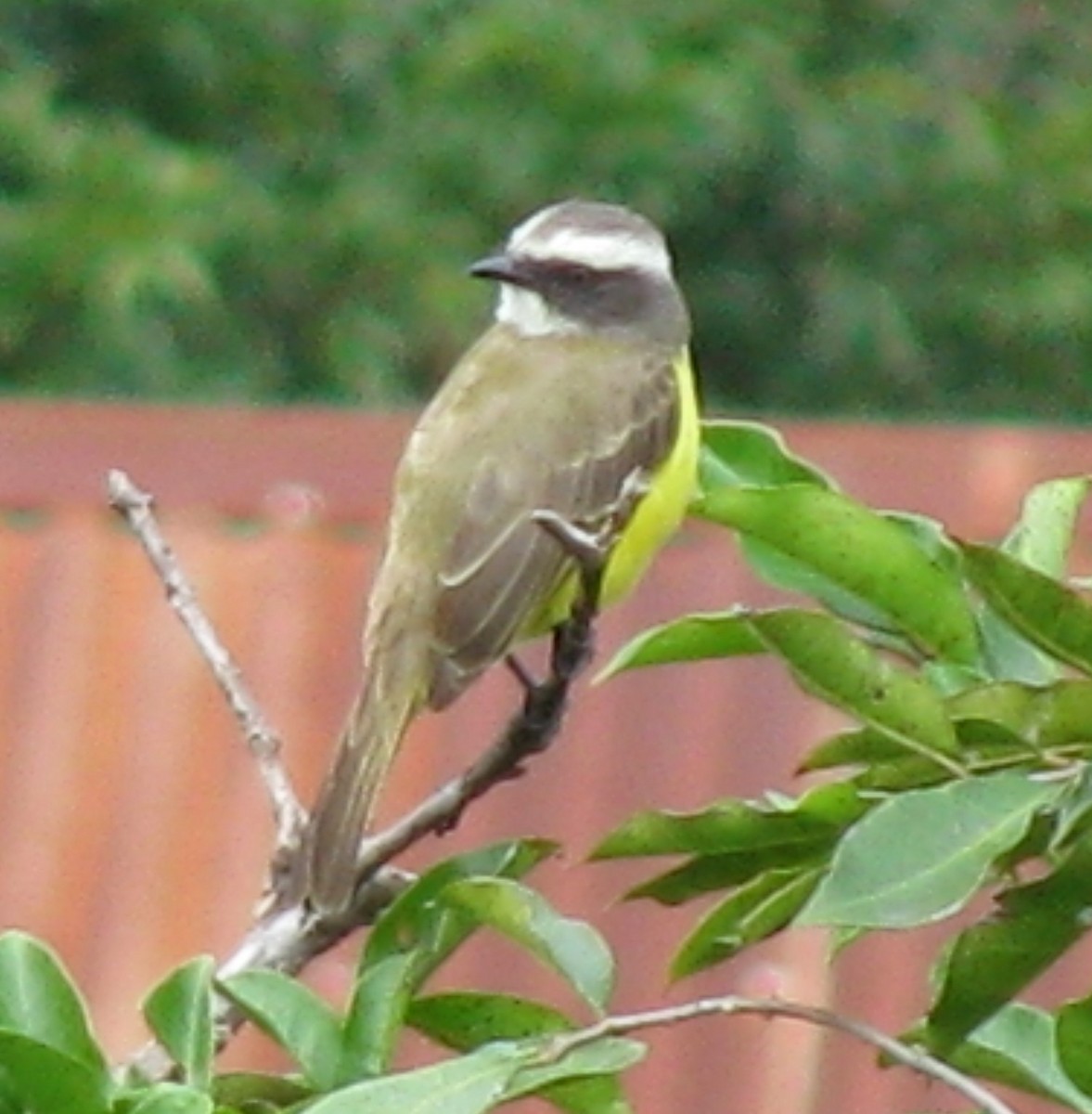 Social Flycatcher - Alexander "Sasha" Keyel